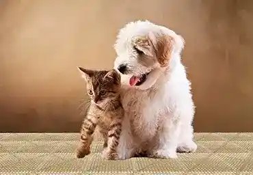 Piso Acqua Montável Capachos Forte SP